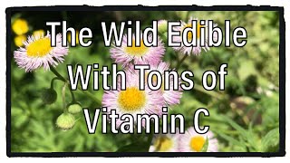 How To Identify Daisy Fleabane  Wild Edibles Season 3 [upl. by Staci]