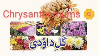 Gule Daudi 🌹🌼🌺Chrysanthemums 🌹🌺🌼 گل داؤدی [upl. by Richy]