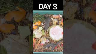 Worm Bin Progression  Time Lapse  Quickest Compost shorts [upl. by Elyc]