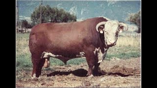 Hereford bulls stout and thick [upl. by Anotal772]