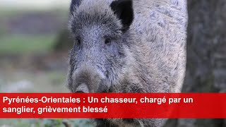 PyrénéesOrientales  Un chasseur chargé par un sanglier grièvement blessé [upl. by Noyad]