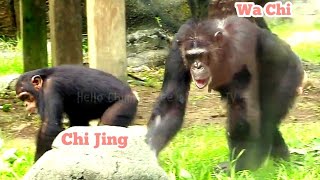 可愛母子🐵🐵Chimpanzee IntelligenceWildlife Rescue StoriesFunny Animal ClipsAnimal Learning [upl. by Kylah28]