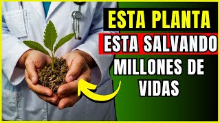 🥬LA PLANTA MEDICINAL MÁS PODEROSA QUE DEBES TENER EN TU JARDIN beneficios para tu salud [upl. by Coulombe]