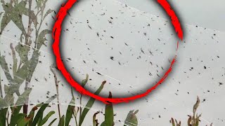 Swarms of Spiders Invade Southern Australia Amid Heavy Rains [upl. by Luis]