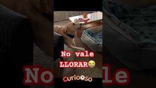 Reacción INCREIBLE de perro con Hipoplasia cerebelosa 😭❤️ [upl. by Lunetta]