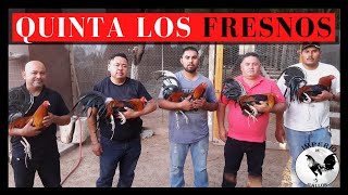 CRIADERO DE GALLOS FINOS MAS DE 3 MIL AVES POR TEMPORADA  QUINTA LOS FRESNOS CHILO RUEDA 🔥 [upl. by Shifrah]