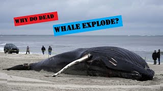 Why Do Dead Whale Explode  whale explosions🐳 [upl. by Inej708]