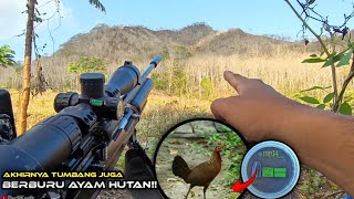 Hunting Ayam Hutan‼️ Part 2 Akhirnya bisa poin walaupun [upl. by Aleihs671]