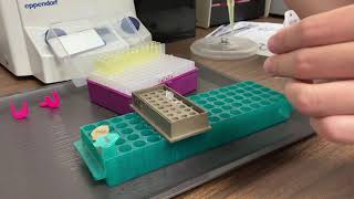 Lab Demo Alu PCR and Gel Electrophoresis [upl. by Jewett]