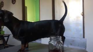 Dachshund loud Barking [upl. by Farnsworth]