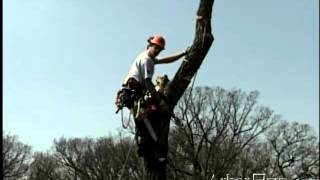 Top Removal with an Arborists Block part 1 [upl. by Marcelline]