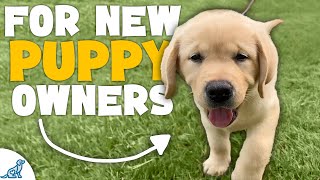 The First 7 Things You NEED To Teach Your Puppy [upl. by Kristi]