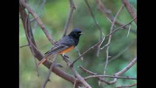 Black Redstart Bird Call [upl. by Homerus302]