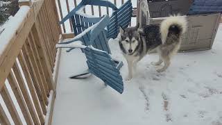 some HUSKIES playing in the SNOW husky cute dogsplaying snow [upl. by Edme]