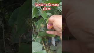 Beautiful Lantana camara plant ☘️ gardening lantana plants garden nature [upl. by Roddy]