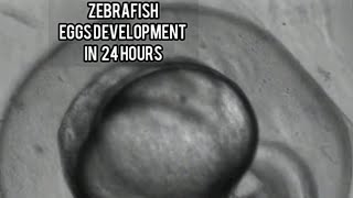 ZEBRAFISH EGG DEVELOPMENT  FIRST 24 HOUR  UNDER MICROSCOPE  ZEBRA DANIOS EGSS [upl. by Norad]