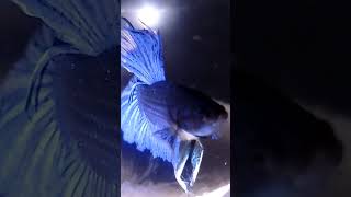 Siamese fighting fish bettafish miniaquarium ❤️ [upl. by Salvatore]