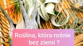 Rośnie bez ziemi i nie wymaga podlewania  Air plants w domu Tillandsia jak o nią zadbać [upl. by Chasse667]