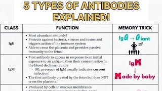 Immunoglobulins The 5 Classes of Antibodies Explained Simply [upl. by Alisia]