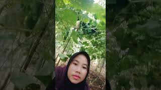 panen rimun di kebun bapak [upl. by Shelton137]