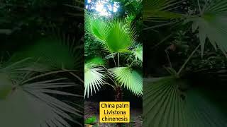 China palm  Livistona chinensis gardeningforbeginners gardening shortvideo royalinstituteudaip [upl. by Jempty]