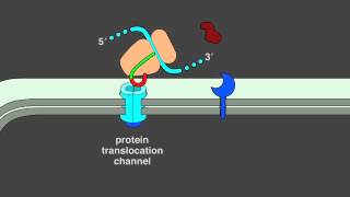 12 5 Protein Translocation [upl. by Hatnamas841]