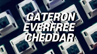 BAUER LITE GATERON EF CHEDDA Linear Switch Typing Sound [upl. by Maridel]