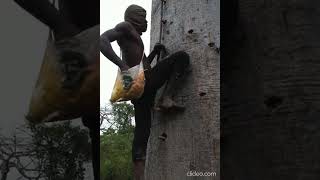 World Hardest Tree Climbing [upl. by Daveda345]