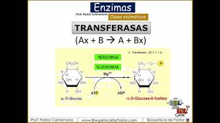 Clases Enzimáticas  Enzimas Parte V [upl. by Roselle]