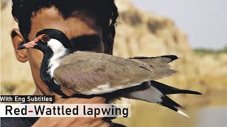 Red wattled lapwing  Interesting Facts Hindi [upl. by Zhang]