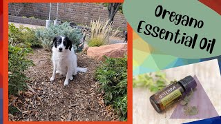 Essential Oils  Can I use Oregano Essential Oil for my dog [upl. by Andri]