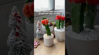 Moon Cactus  The perfect succulent for beginners 🌵 succulentsbox cactus cactuslover mooncactus [upl. by Nolrah]