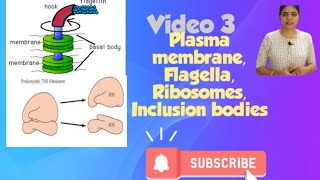 Prokaryotic cell l Plasma membrane Ribosomes class 11 NCERT NEET Biology chapter 8 l [upl. by Ydnyl]