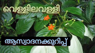 Std 5 Malayalam Vellilavalli ക്ലാസ് 5 മലയാളം  വെള്ളില വള്ളി ആസ്വാദനക്കുറിപ്പ് [upl. by Otsirc]