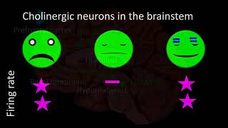 Neurobiology of sleep [upl. by Ttreve]