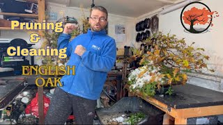 The Secret to Pruning and Cleaning My English Oak Bonsai [upl. by Ttocs]