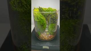 Terrarium Making in Drinking Glass terrarium plants mossterrarium moss [upl. by Beaudoin]