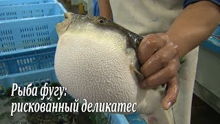 Рыба фугу рискованный деликатес  Fugufish risky Japanese delicacy  フグ [upl. by Enomes]