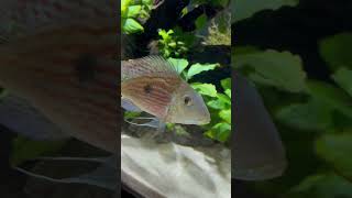 My 150g South American Cichlid Tank [upl. by Ileane]