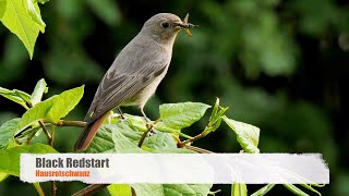 Black Redstart Phoenicurus ochruros ♀ [upl. by Kendry]