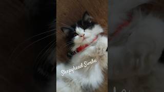 Sleepyhead Simba the kitten shorts [upl. by Taryne]