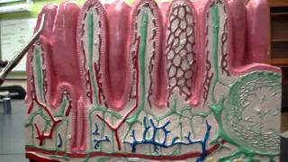 Intestinal Layers [upl. by Mosera]