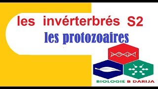 cours biologie animale  les protozoaires partie 4 [upl. by Lezley]