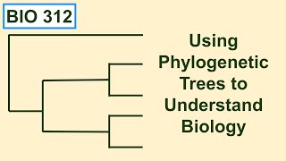 Using phylogenetic trees to understand biology [upl. by Tiebout20]