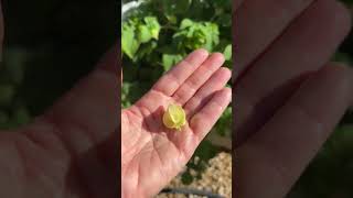 Container Gardening Ground Cherries tips in the description [upl. by Thom757]