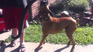 Diesel the boxer dog vs a shop vac [upl. by Ikkin658]