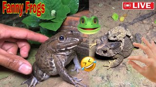 Wep wep catching froggy funny  Try dont laugh catch frogs🐸 [upl. by Mariel560]