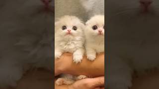 cute kittens 😻chipi chipi chapa chapa Dubi Dubi Daba Daba [upl. by Aljan850]