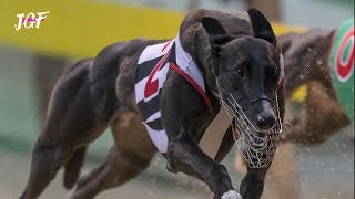 Greyhound  The Fastest Dogs in the World [upl. by Herrah]