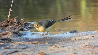 Grey Wagtail Ballerina gialla Motacilla cinerea [upl. by Augustin]